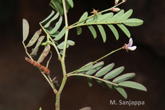 Indigofera vicioides